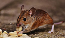 24 Hour & Emergency Exterminators in Burnsville, VA